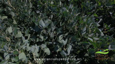 Marcello Caminha - Céu, Sol, Sul, Terra e Cor VDownloader.00_00_04_18.Quadro001_a93c280f57ccad6d31e50121f4718d409cc08458.jpg